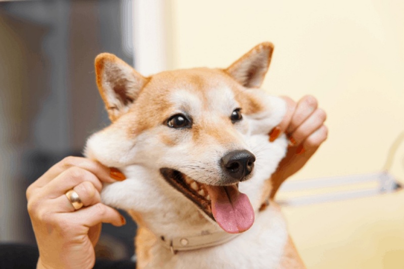 cach-de-chon-mua-cho-shiba-dung-gia