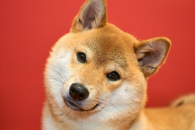 cach-de-chon-mua-cho-shiba-dung-gia