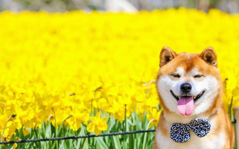 cach-de-chon-mua-cho-shiba-dung-gia