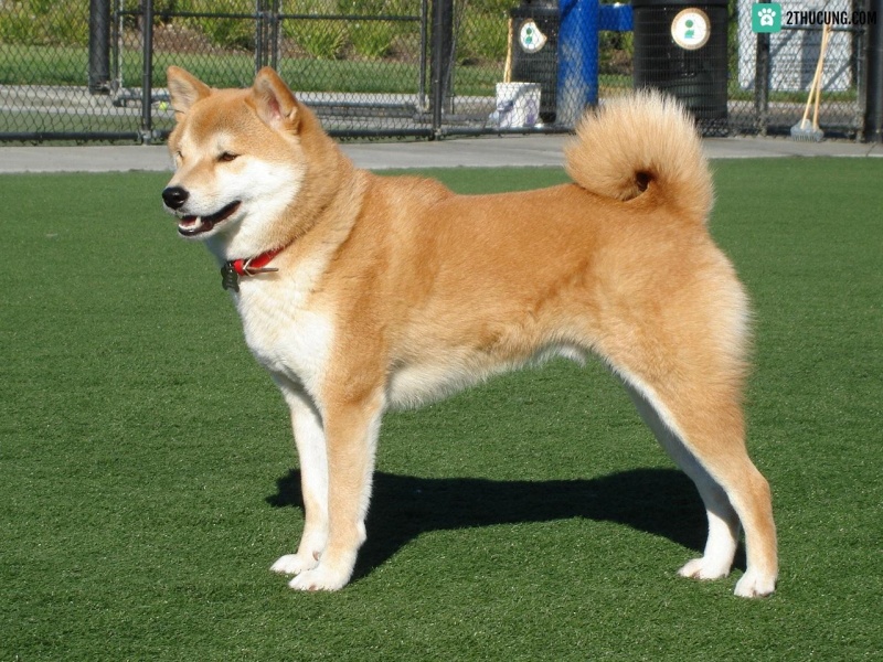 cach-de-chon-mua-cho-shiba-dung-gia