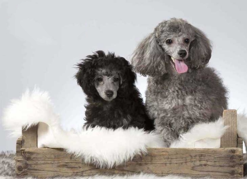 Việc có nên cắt đuôi của chó Poodle hay không là điều mà nhiều người sẽ thắc mắc
