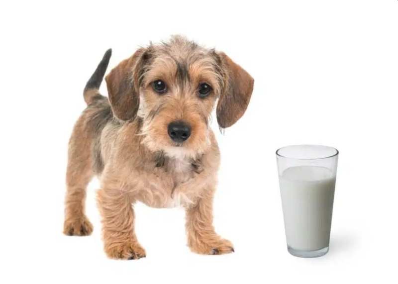 Mỗi giai đoạn của cún cưng sẽ cần lượng sữa khác nhau để phát triển
