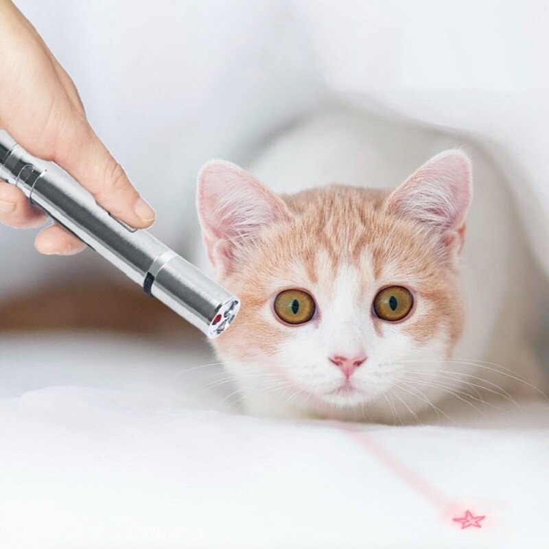 Đi tìm lý do vì sao mèo đuổi theo tia laser? - Bệnh viện Thú Y Thi Thi TP HCM