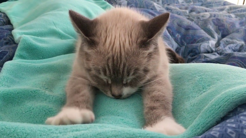 Hành vi mèo nhào bột xuất phát khi mèo còn nhỏ và ở cạnh mẹ thường xuyên.