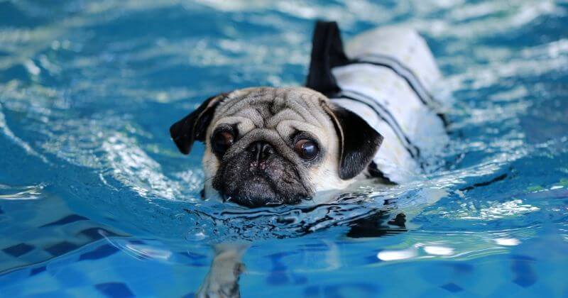 Mách bạn 6 cách giữ an toàn khi chó đi bơi - Bệnh viện Thú Y Thi Thi TP HCM
