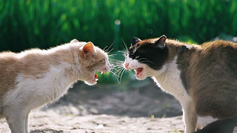 Tìm cách để mèo hoà thuận sau khi đánh nhau