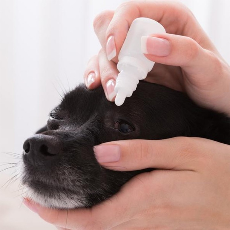 Thuốc nhỏ mắt thường dùng để điều trị hoặc làm giảm các tác nhân gây viêm khi mắt chó gặp vấn đề