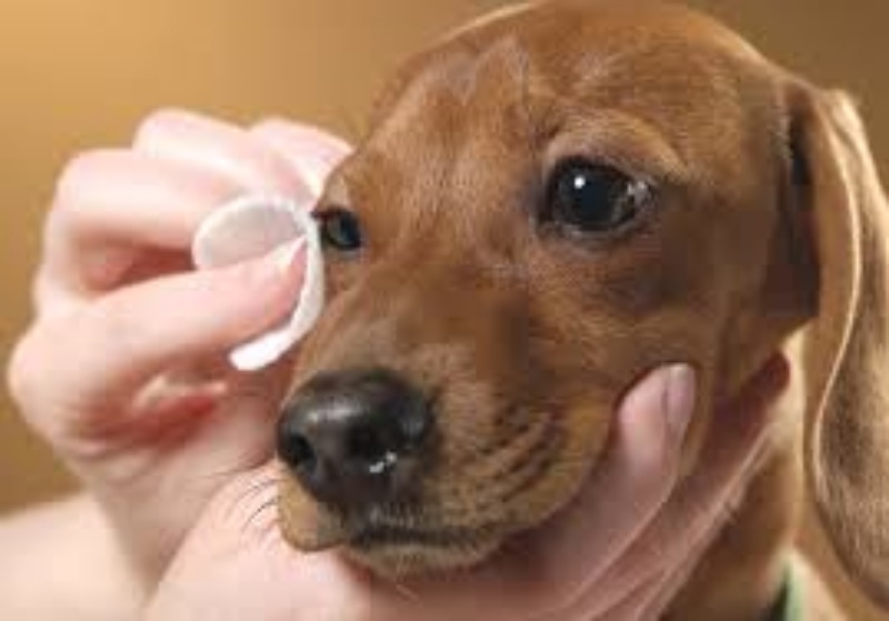 Việc tiếp xúc với cát bụi thường xuyên là nguyên nhân chính khiến mắt chó luôn trong tình trạng bẩn, dễ nhiễm khuẩn
