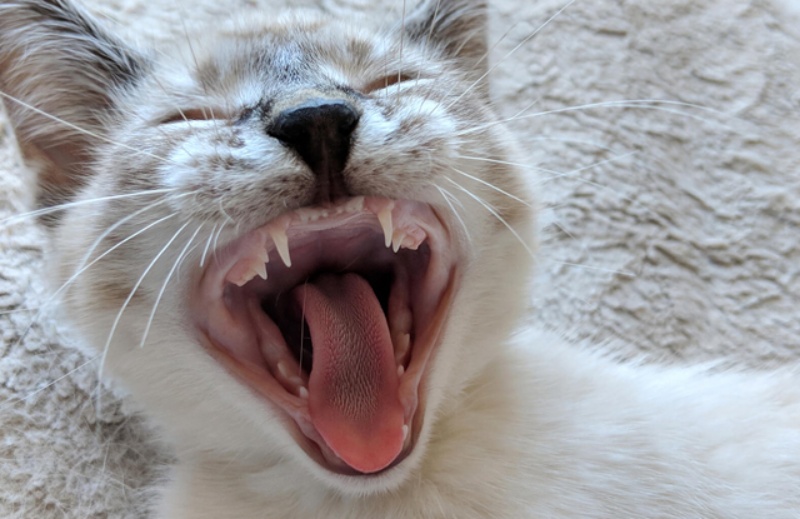 Mèo thay răng để đánh dấu sự trưởng thành