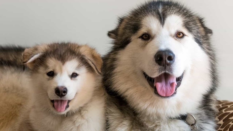 Cần chú ý chứng mang thai giả ở chó