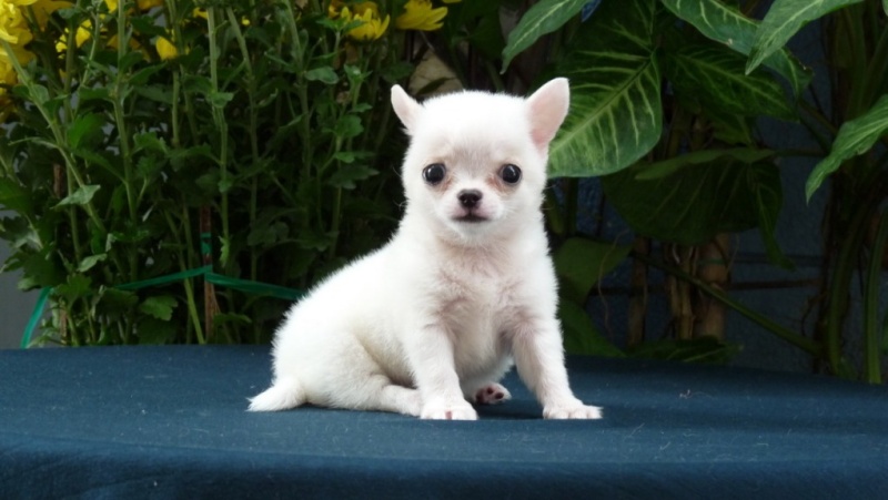 Giống chó Chihuahua có kích thước vô cùng nhỏ bé nhưng rất hiếm