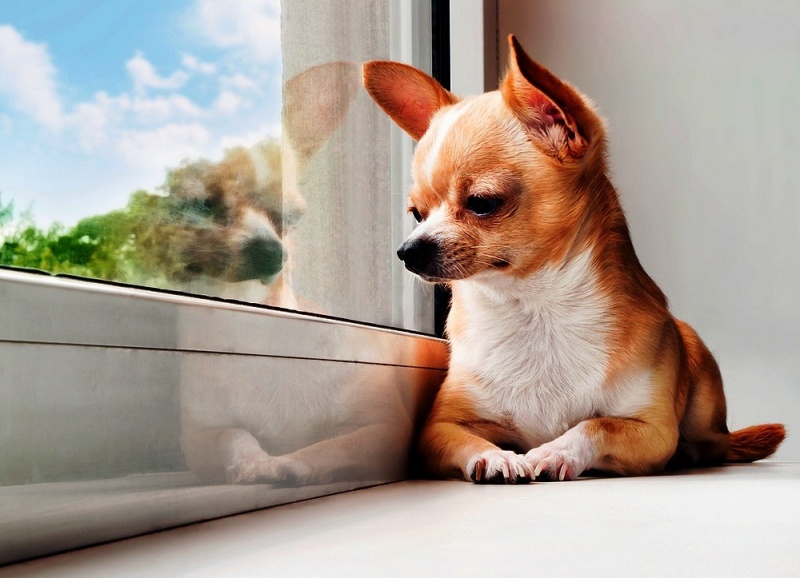 Phối giống chó Chihuahua cần đến nơi uy tín để được tư vấn và hỗ trợ