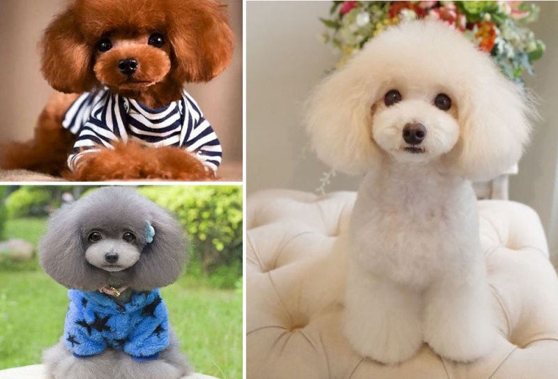 Cần theo dõi chó Poodle trong quá trình phối giống