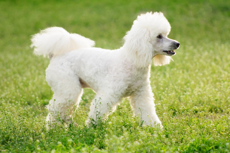 Chó Poodle có vẻ ngoài rất đáng yêu