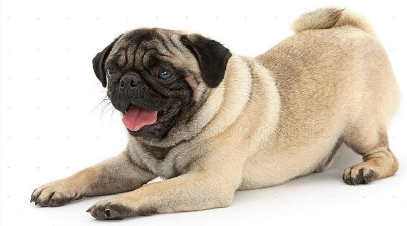 Chó Pug hay được mọi người gọi giống chó quý tộc