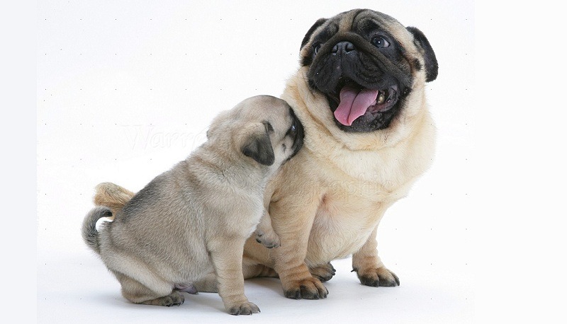 Phối giống chó Pug cần theo quy trình cụ thể