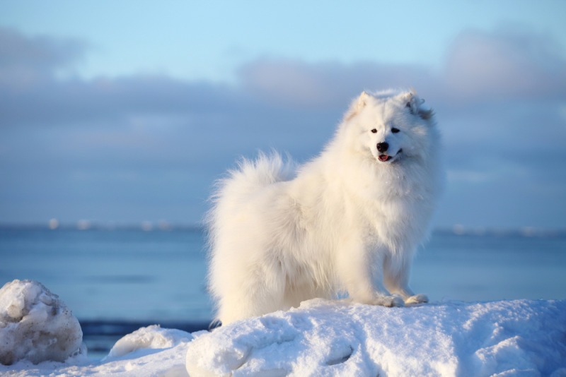 Phối giống Samoyed
