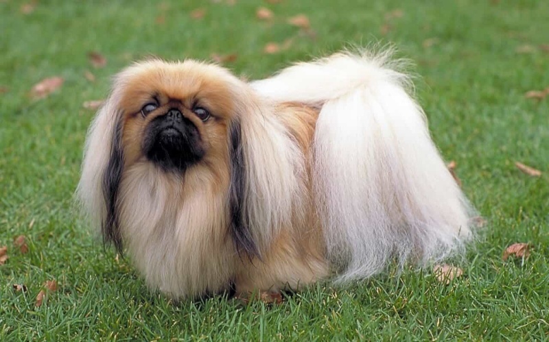 Chó Bắc Kinh có thể mang đến may mắn, xua đuổi những vận đen đủi.