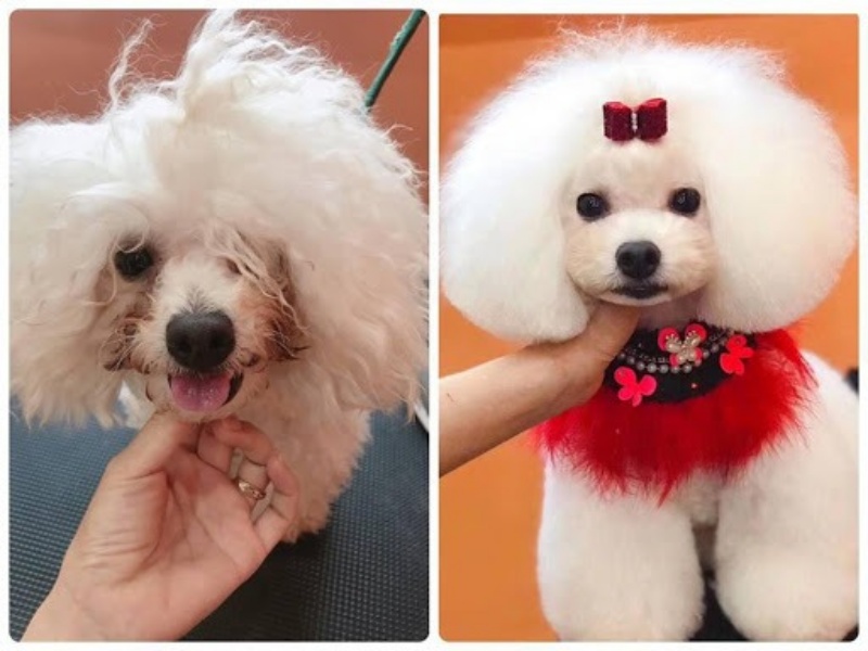 Cắt tỉa lông chó giúp cún cưng của bạn sạch sẽ, đáng yêu và đẹp hơn