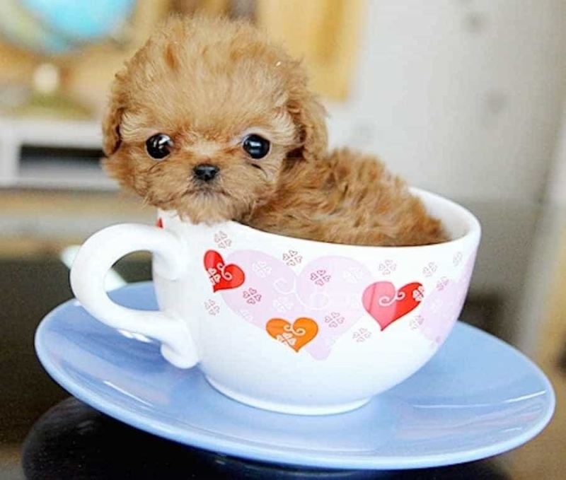 Teacup Poodle phần lớn là những biến thể lỗi của dòng Toy Poodle