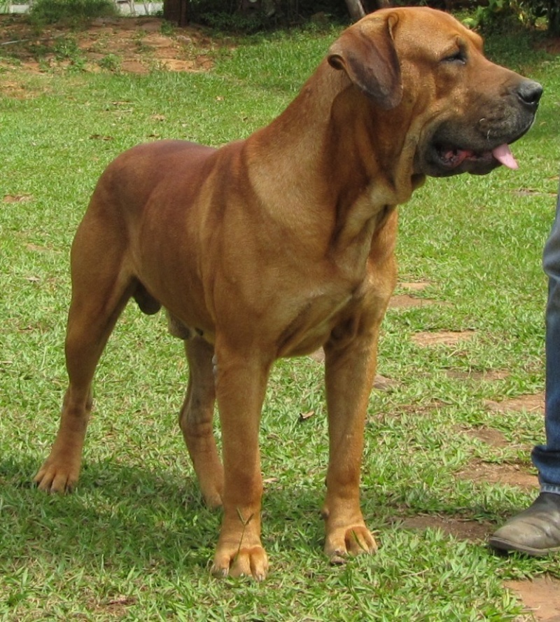 Chó Ngao Brazil.