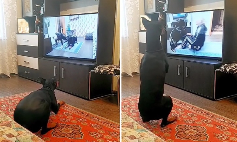Bạn có biết không! Chó cũng thích xem TV giống chúng ta ấy!