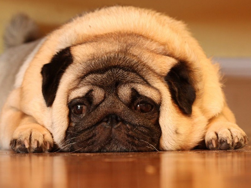 Chó Pug béo phì
