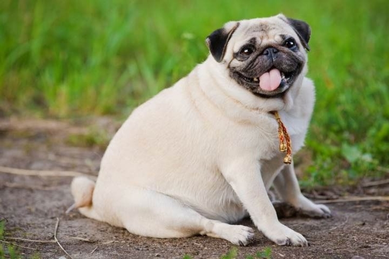 Chó Pug thừa cân
