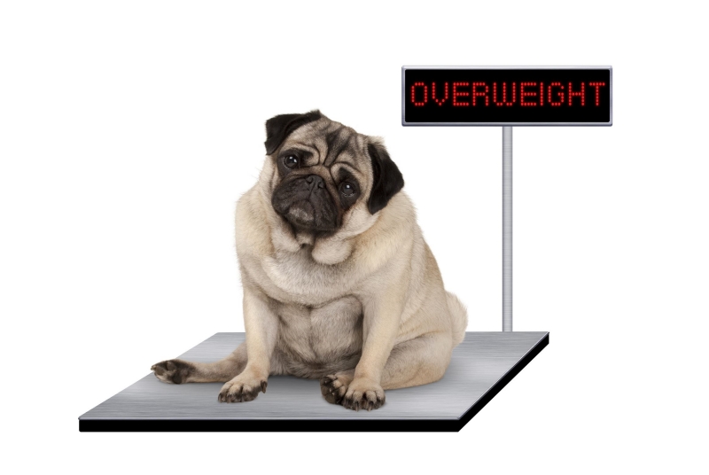 Chó Pug béo phì ảnh hưởng đến sức khỏe