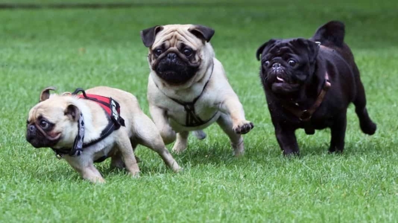 Cần giảm cân an toàn cho chó Pug béo phì