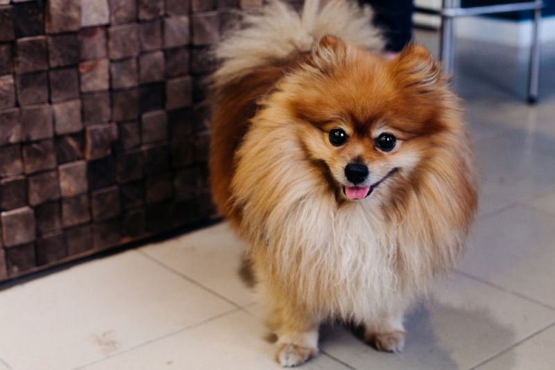 Chó Phốc sóc lai Nhật được nhiều người ưa thích