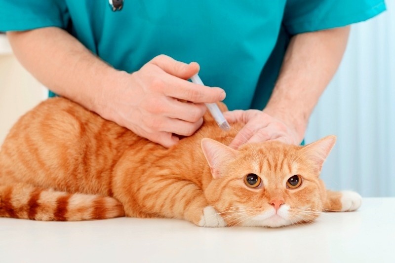 Chích ngừa chó mèo là việc làm cần thiết.