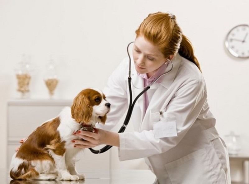 7 lý do cần khám thú y định kỳ cho chó mèo - Bệnh viện Thú Y Thi Thi TP HCM