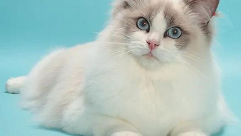 bat-mi-nhung-thu-vi-ve-meo-ragdoll1