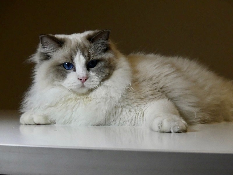 Mèo Ragdoll không thích hợp với khí hậu Việt Nam