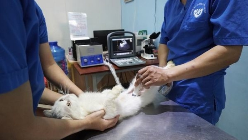 Thi Thi Pet Clinic - Phòng khám thú y uy tín và đảm bảo nhất tại TPHCM