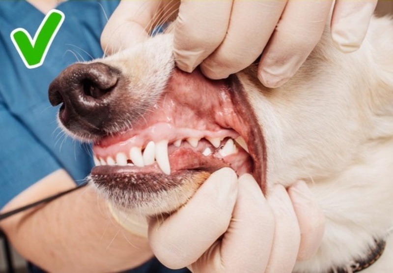 Chăm sóc răng miệng chó mèo giúp chúng loại bỏ vi khuẩn và tránh được những bệnh tật liên quan đến răng miệng.