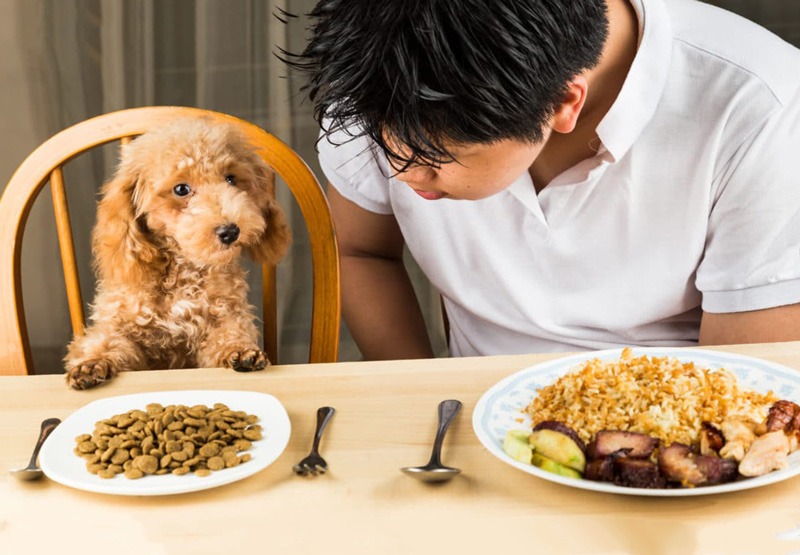 Tìm mua thức ăn hạt chất lượng và đảm bảo chính hãng