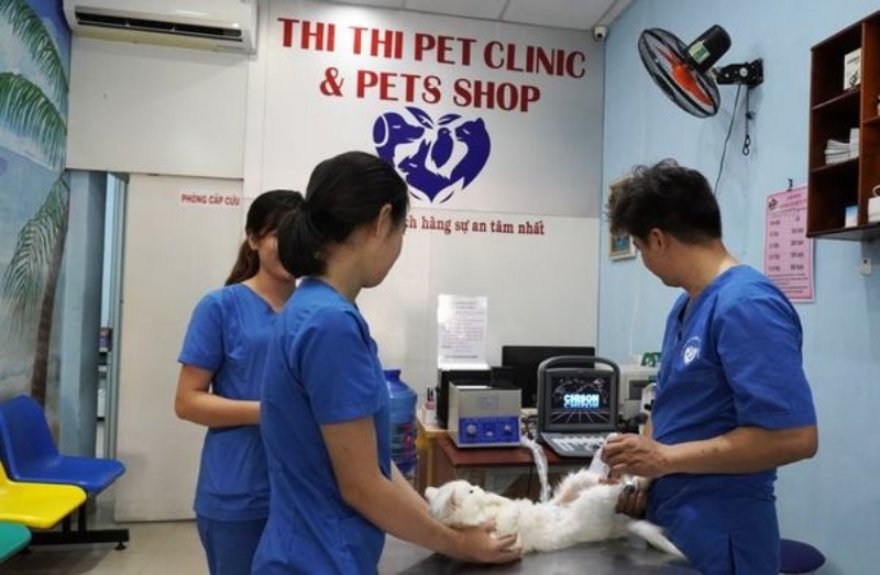 Kiểm tra sức khỏe thường xuyên cho mèo