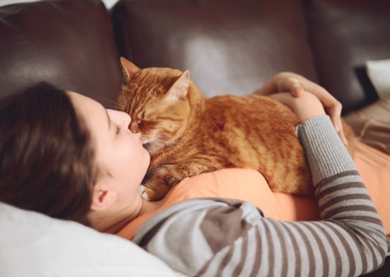 Mèo rất thích ngủ trên ngực chủ nhân. 
