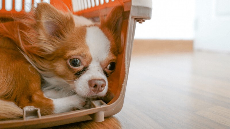 Chuẩn bị chuồng phù hợp với chú chó nhà bạn