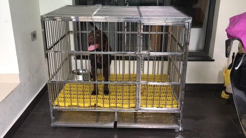 Huấn luyện chó vào chuồng không khó