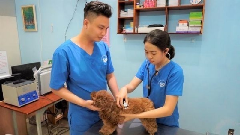 Bệnh viện thú y Thi Thi là một trong những địa chỉ khám chó mèo uy tín hàng đầu tại TP.HCM