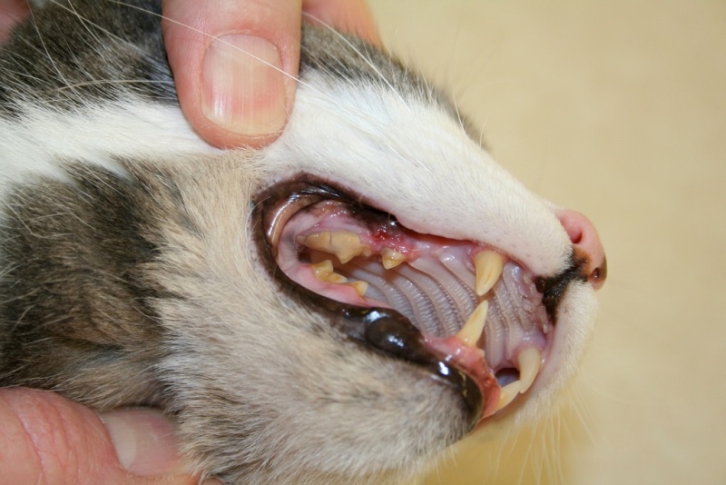 Tình trạng cạo vôi răng cho chó - Tìm hiểu nguyên nhân và cách điều trị