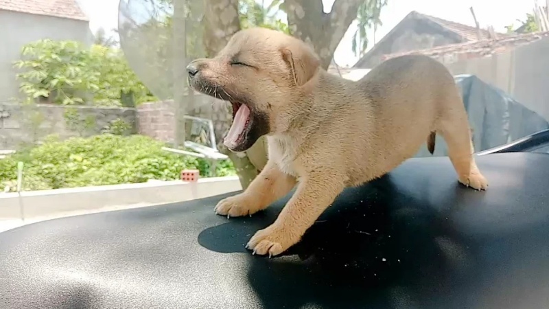 Không nên tắm cho chó khi vừa mới ốm dậy