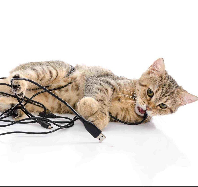 Cất dây điện khỏi tầm mắt của thú cưng