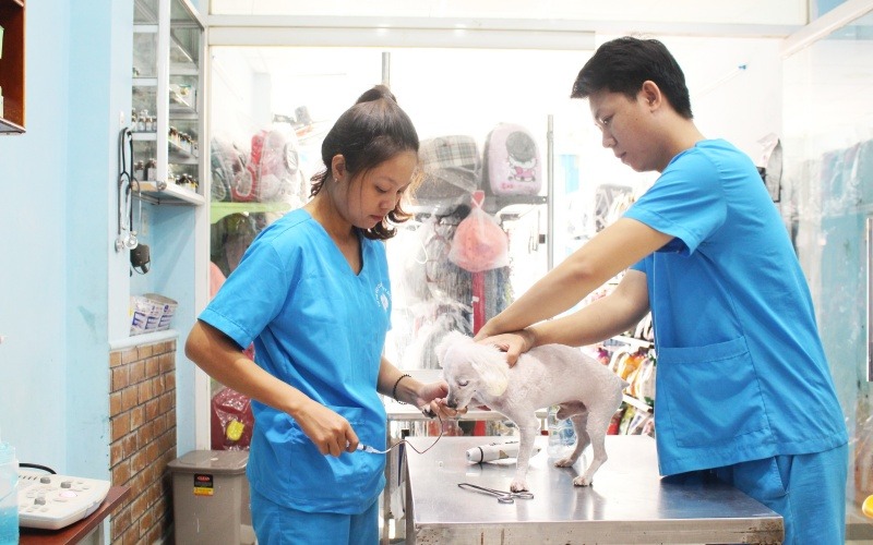 Thú y Thi Thi có chất lượng dịch vụ tốt, không ngừng nâng cao chuyên môn, luôn dành tâm huyết, nhiệt tình và tình yêu thương với các thú cưng.