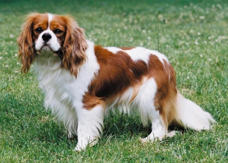 Giống chó Kỵ Sỹ (Cavalier King Charles Spaniel)