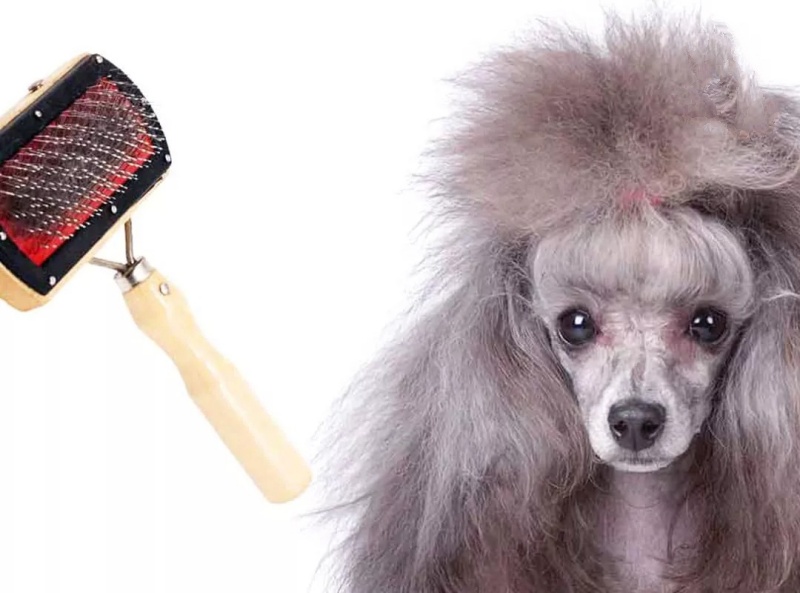 Chải lông Poodle là một trong những cách cơ bản nhất để chăm sóc lông cho bé.