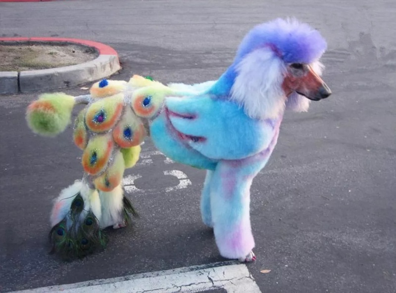 Cách nhuộm lông Poodle an toàn tại nhà